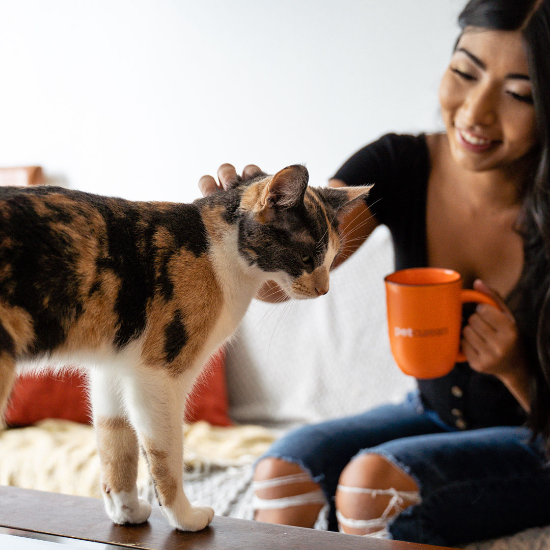 Alimentazione, giochi e Snack per Gatti e Cani