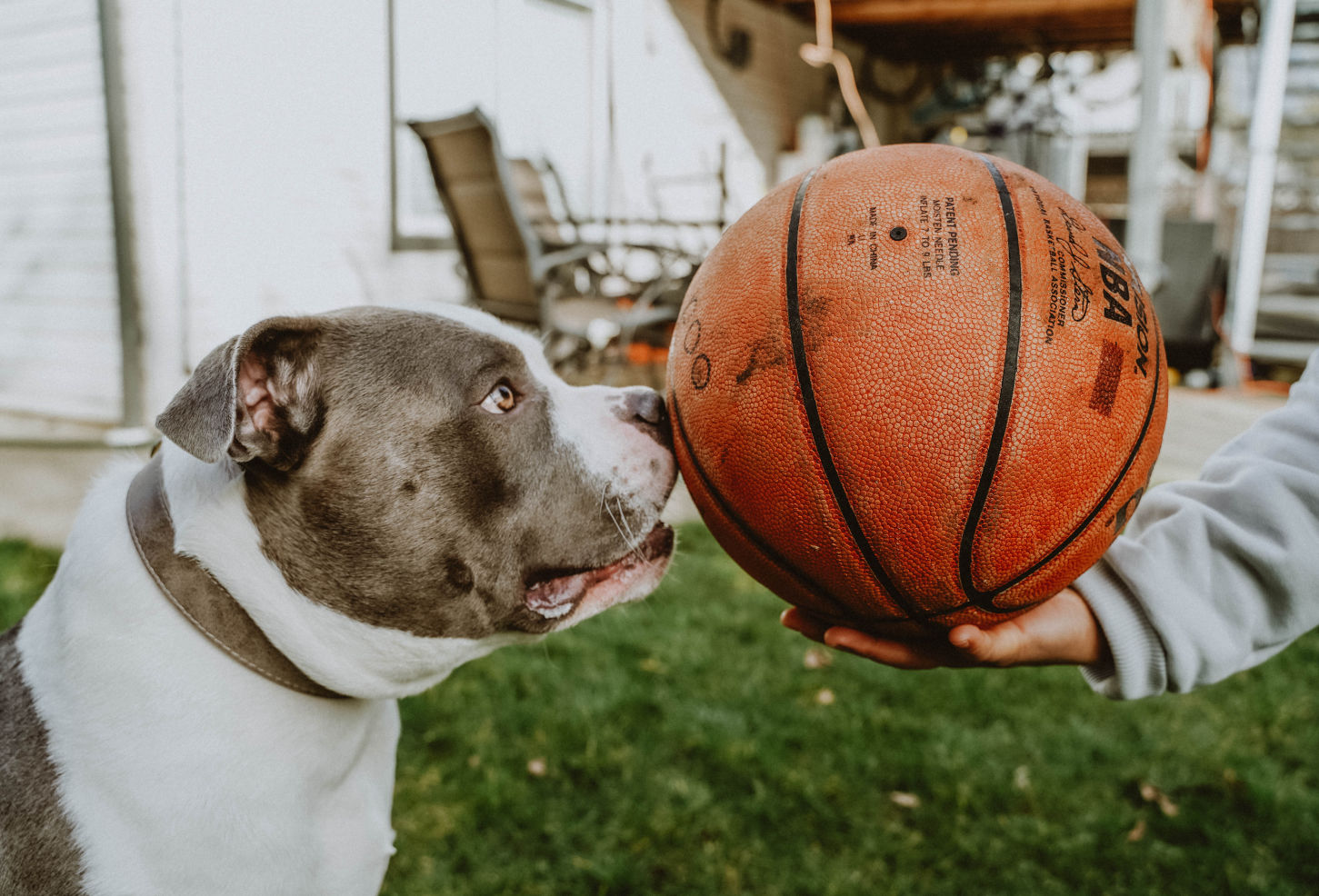 Giochi per Cani e Gattia Vigevano