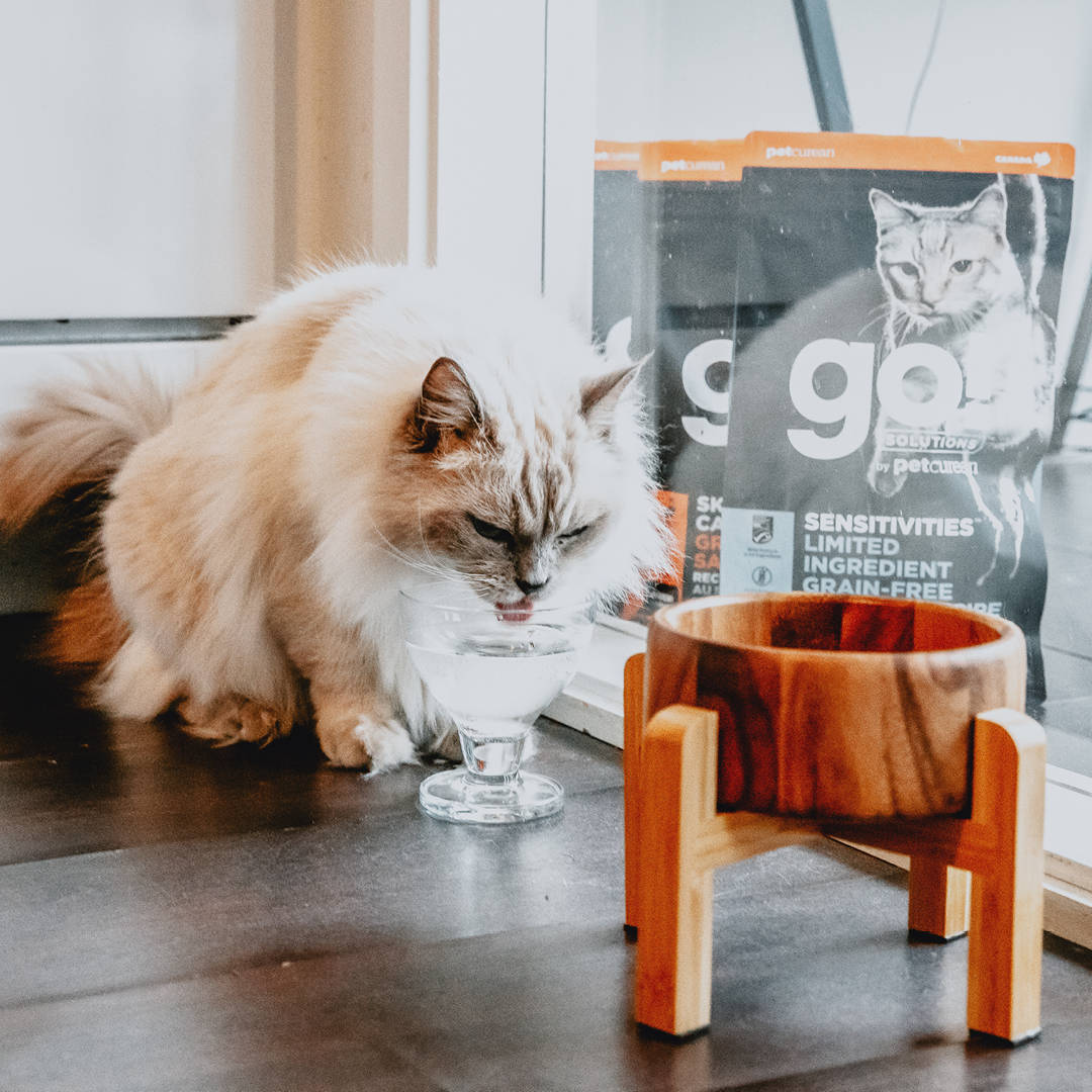 Fornitura alimenti Gatti Vigevano