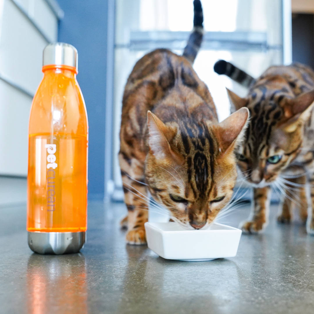 Cibo e giochi per Cani e Gatti