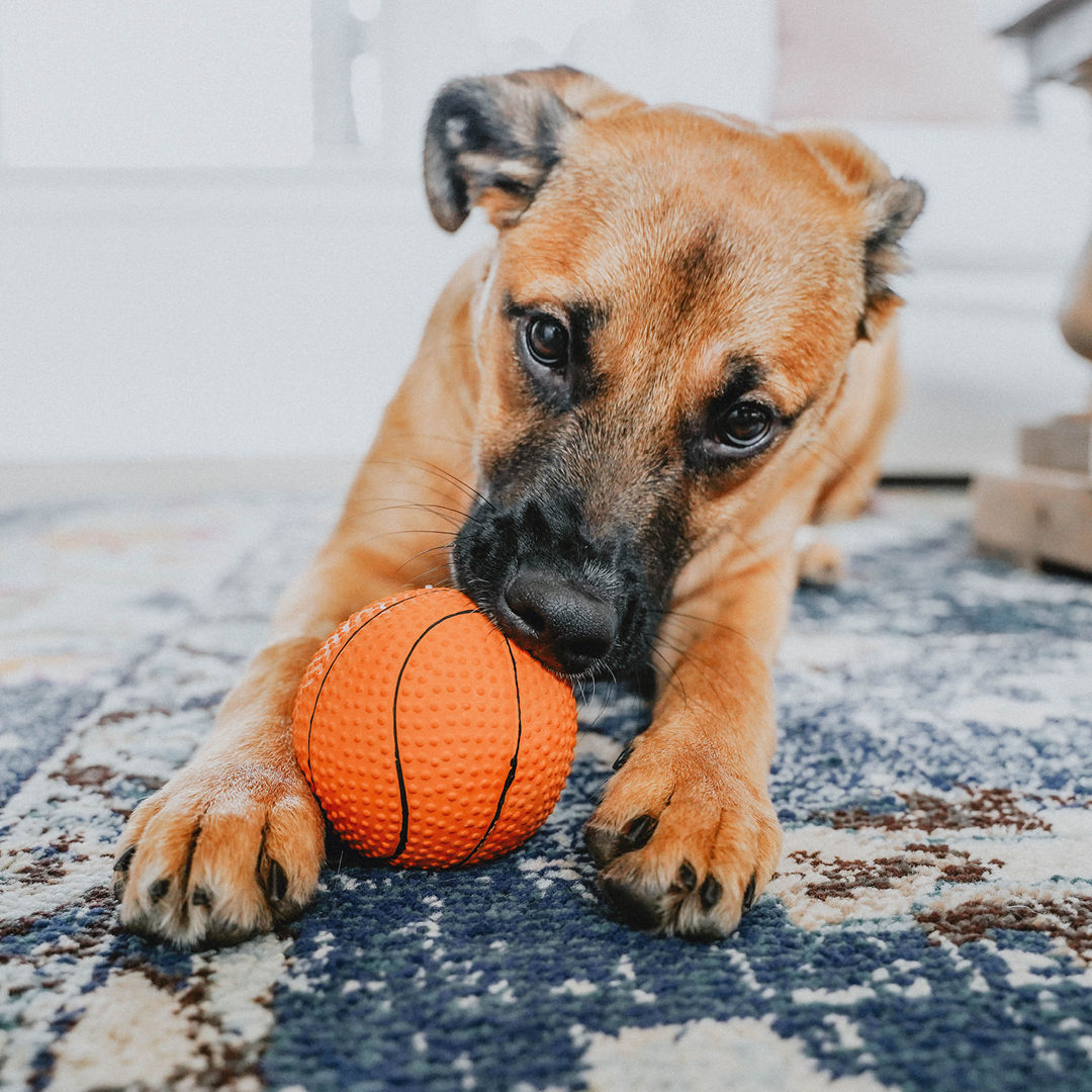 Preventivo Gratuito per fornitura di Cibo per cani e gatti