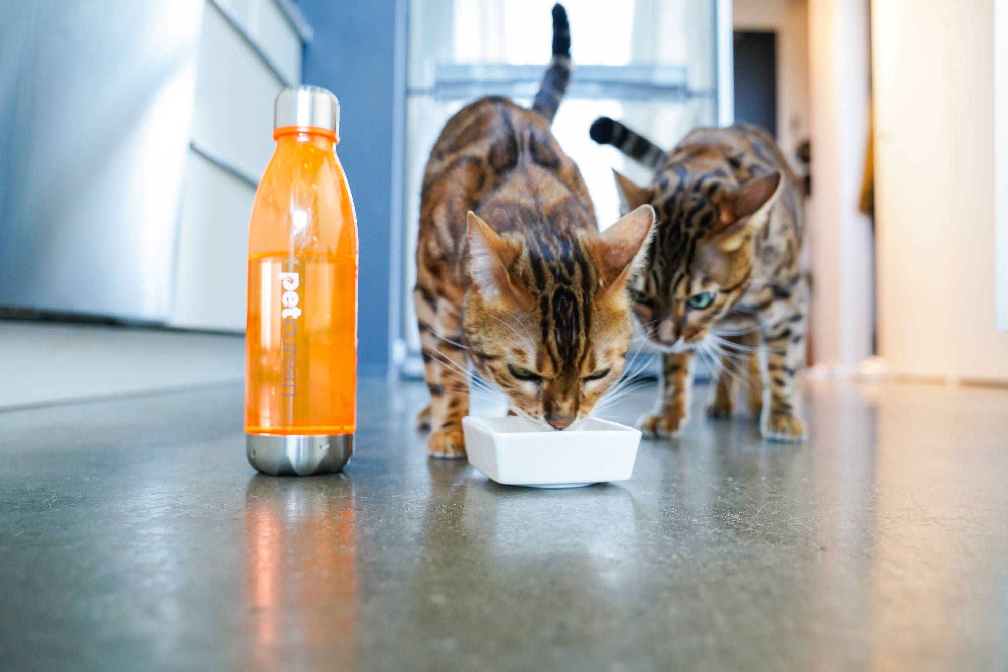 Azienda attenta all'alimentazione e la cura di Cani e Gatti