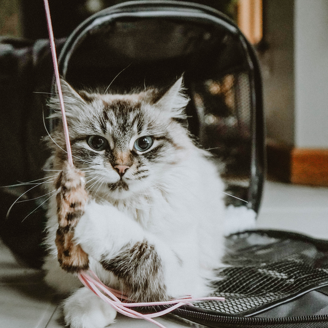 Preventivo fornitura per Scatolette per Gatti 